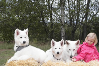 forrest, fiona, coralie